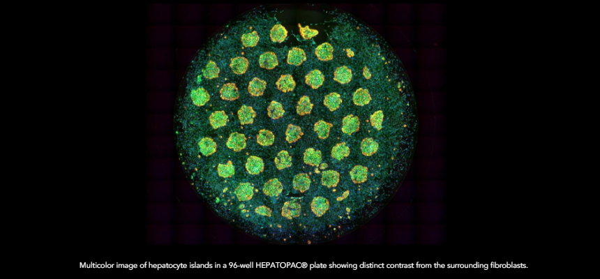 HEPATOPAC Blog